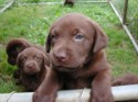 Chocolate Pups_1026.jpg